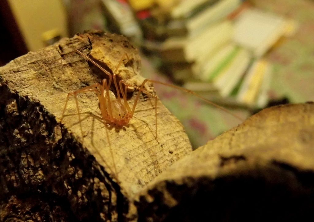 Scytodes sp. - Palermo